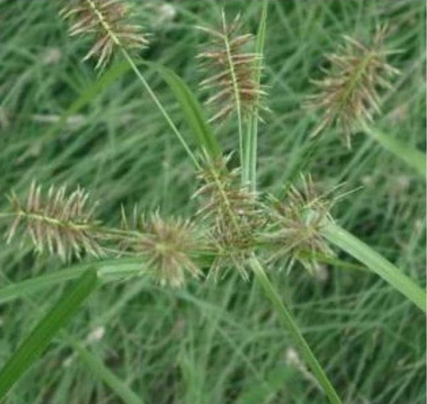 Cyperus Oil