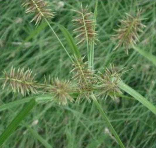 Cyperus Oil