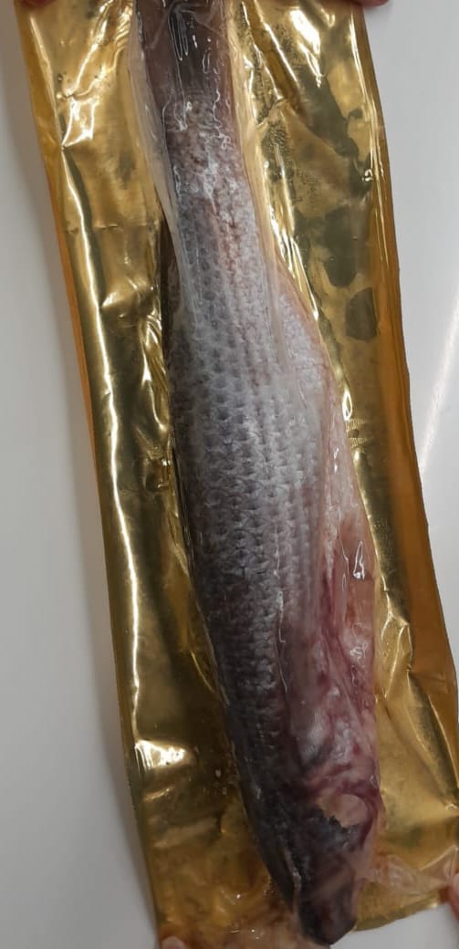 Abo El Seed Salted Mullet-فسيخ ابو السيد فى امريكا